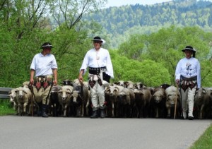 owce_ida_na_wypas_dwernik